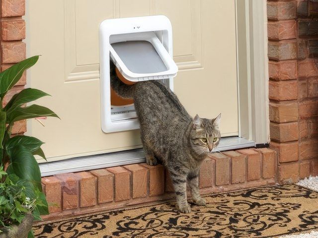 images/catflpap/slider/cat-flap-fittining-1-kireth-ai.jpeg