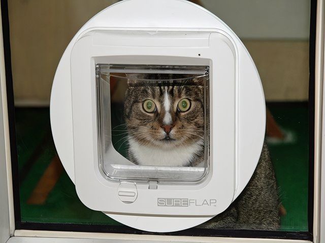 cat-flap--installation-kireth-ai